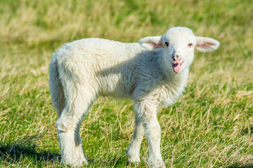 Laughing baby lamb in the field. Week old Lamb in full cry. The Lamb of God Died For Our Sins. Don't Eat Lamb Anymore.