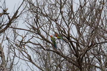 eastern rosella