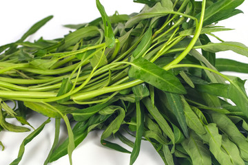 Fresh Morning glory on white background.