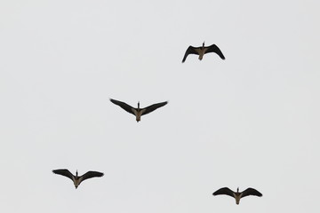 straw-necked ibis