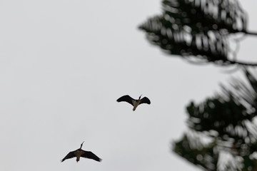 straw-necked ibis