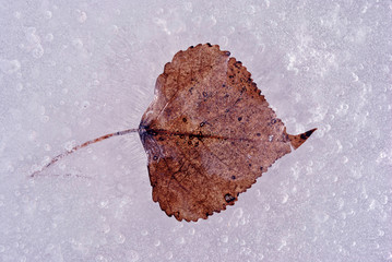Dry brown birch leaf frozen in ice surface, top view