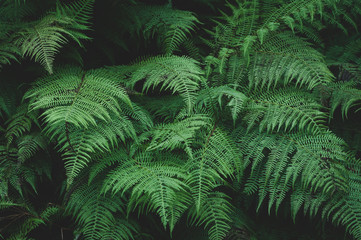 Fototapeta na wymiar Large green leaves of the forest fern