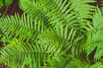 Large green leaves of the forest fern