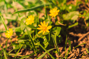 Blooming yellow flowers in the green grass on the background of the earth