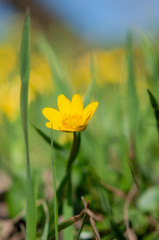 Blooming yellow flowers in green grass against a background of more blurry flowers