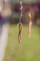 twig with young green birch leaves and brown seed earrings close-up on a blurred background
