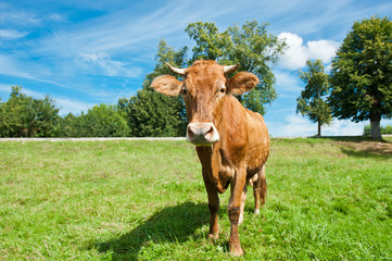 A brown cow on a field in sunny summer day