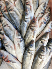 Many sea bass fish on ice for sale, Fish local market stall with fresh seafood,view from top.