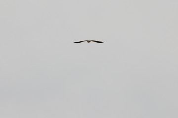black shouldered kite