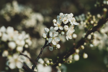 Flowering branch of apple tree on a background of grass and foliage close up