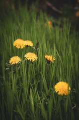 Yellow dandelion flowers in bright green grass close-up
