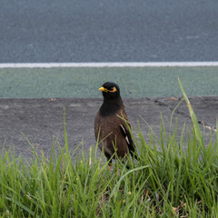 bird
