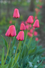 many red closed tulips in the garden bed
