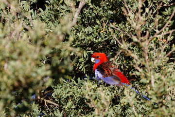 crimson rosella