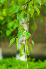twig with young green birch leaves and still green seeds close-up on a blurred background