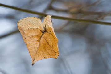  Beautiful pictures of trees