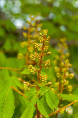 buds do not bloom chestnut and green small leaves