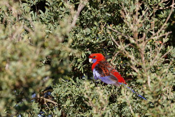 crimson rosella