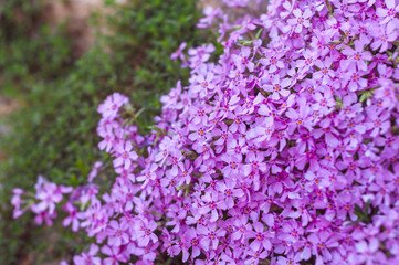 Obraz premium many small purple flowers buddleia with a close-up on a flowerbed