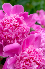 Fototapeta premium lilac opened large peony buds close up background