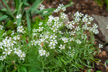 many small chamomile flowers close up among the plants in the flowerbed