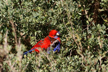 crimson rosella