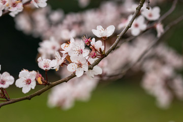 Fototapeta premium cherry blossom