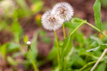 Fluffy white dandelions among green young grass