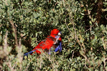 crimson rosella