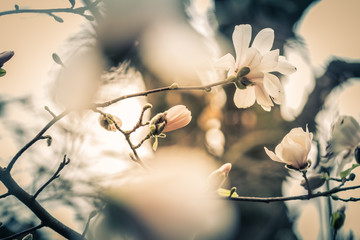white flowers in spring