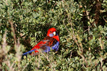 crimson rosella