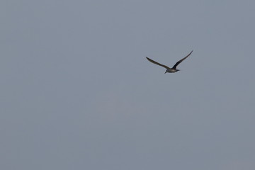 greater crested tern