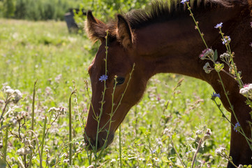 Brown horse is   walking and eating grass in the meadow with flowers and trees far away. Travelling