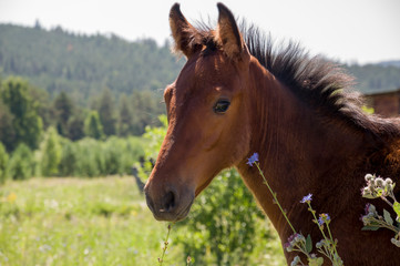 Naklejka na ściany i meble Brown horse is walking and eating grass in the meadow with flowers and trees far away. Travelling