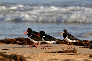 pied oystercatcher