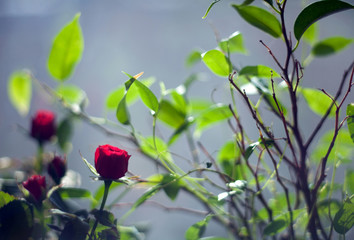 Red rose with leaves of dwarf ficus with a blurred background