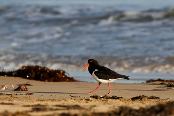 pied oystercatcher