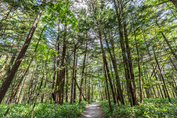Summer Forest Landscape,Pathway at Kamikochi in Japan