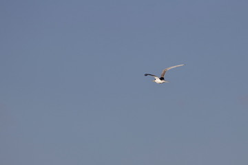 greater crested tern