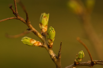 branch of a tree in spring