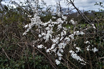 white flowers in spring