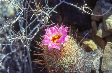 Kakteenblüten