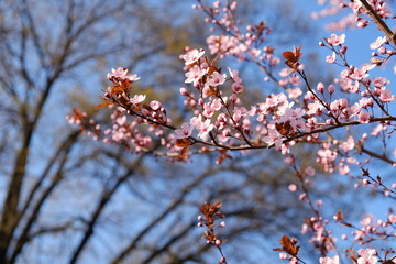 Pink flowers on a blooming tree in spring