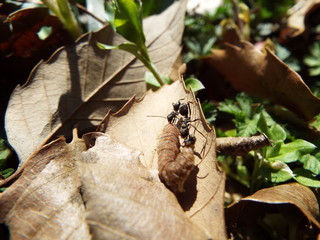 虫の死骸に群がるアリたち ants were swarming to dead