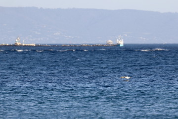 australasian gannet