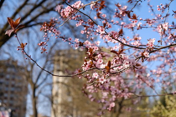Pink flowers on a blooming tree in spring