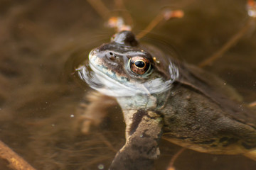 Großer Wasserfrosch lauert im Teich liegend mit den Augen über Wasser auf Insekten