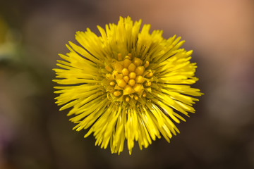 yellow dandelion flower