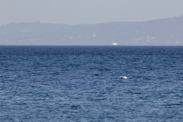 Obraz premium australasian gannet